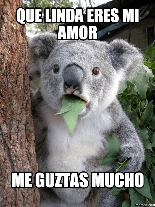 que linda eres mi amor me guztas mucho | Memes.com que linda eres mi amor me guztas mucho | Memes.com