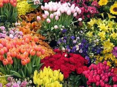 lindas flores flores bellas con olores y colores que a las damas ... lindas flores flores bellas con olores y colores que a las damas ...