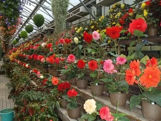 lindas flores : fotografía de Fuji Kachoen, Fujinomiya - TripAdvisor