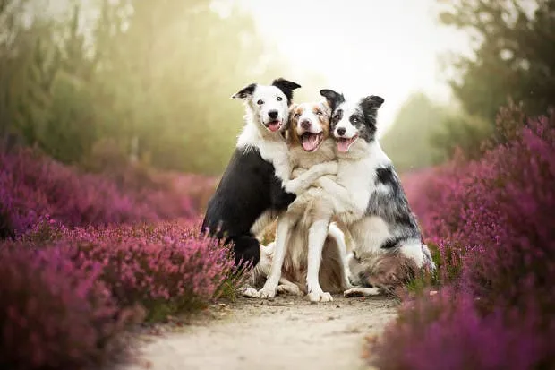 Las Más Lindas Fotografías De Perros, ¡Los Vas A Querer Para Fondo ... Las Más Lindas Fotografías De Perros, ¡Los Vas A Querer Para Fondo ...