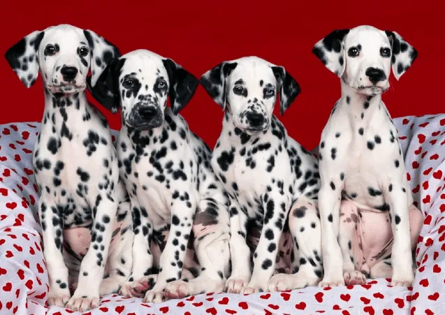 Lindas Imagenes: Imagenes de Perritos Tiernos