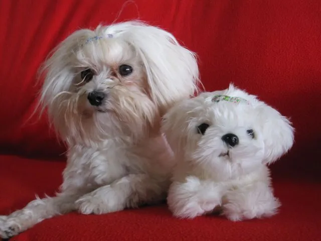 Dos lindas perritas | fotos de Mascotas