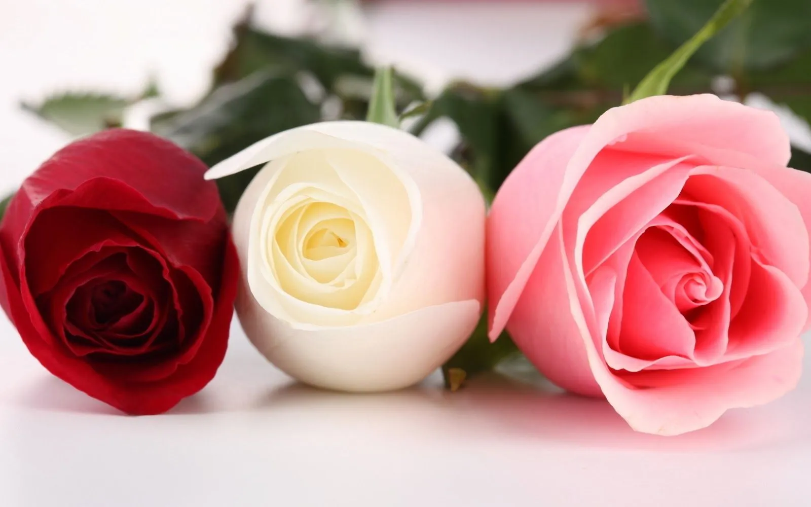 Lindas rosas y tulipanes | Fotos Bonitas de Amor | Imágenes ... Lindas rosas y tulipanes | Fotos Bonitas de Amor | Imágenes ...