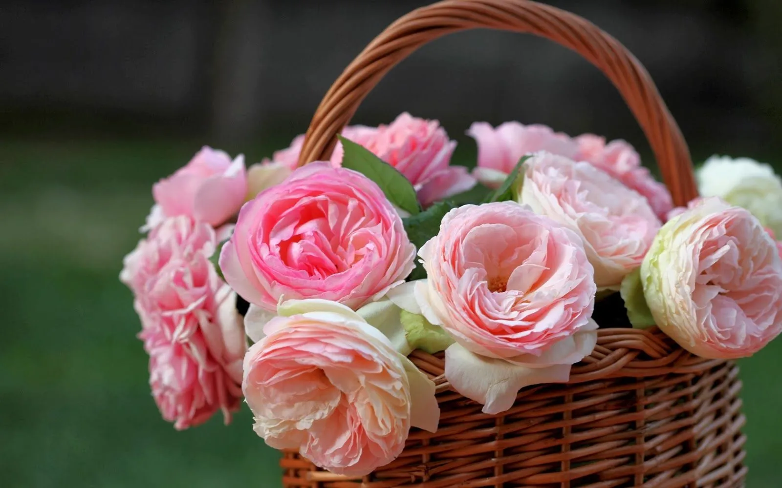 Lindas rosas y tulipanes | Fotos Bonitas de Amor | Imágenes ... Lindas rosas y tulipanes | Fotos Bonitas de Amor | Imágenes ...