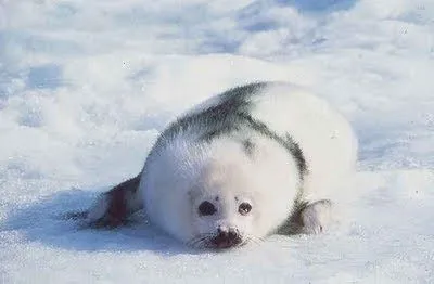 Linde5 - otro enfoque / noticias: Vancouver - 2010: Olimpiadas ...