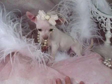 Cuando abren los perros recien nacidos chihuahuas - Imagui Cuando abren los perros recien nacidos chihuahuas - Imagui