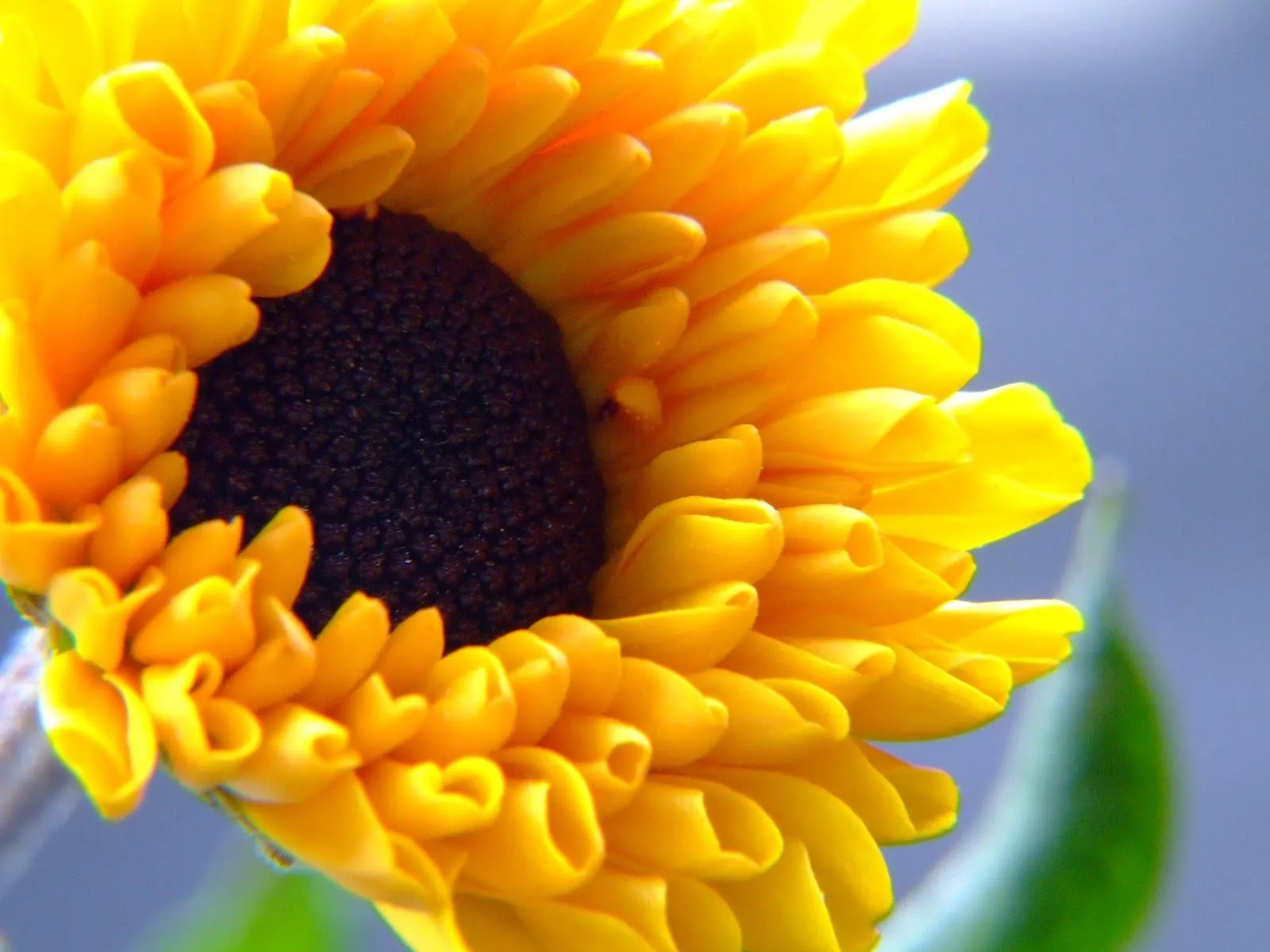 Lindo girasol abriendo sus pétalos | wallpapernarium Lindo girasol abriendo sus pétalos | wallpapernarium