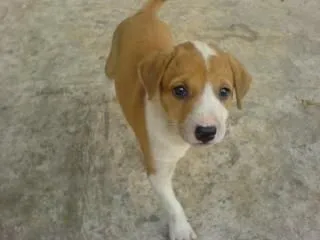 lindo perrito, mascota | Descargar Fotos gratis lindo perrito, mascota | Descargar Fotos gratis