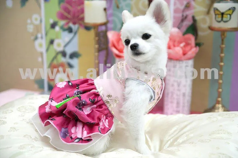 Ropa linda del perro - con clase de la corte vestido para con ...