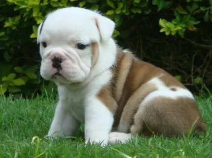 Bull dog inglés bebés - Imagui