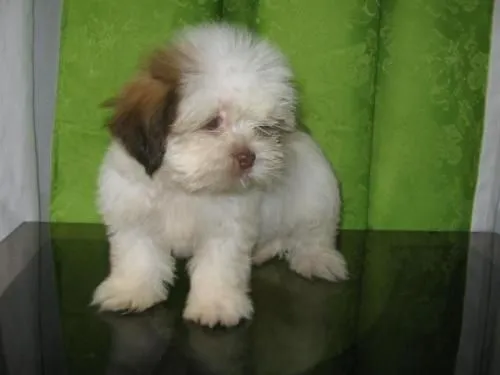 Lindos cachorros shih tzu para la venta - Santander, Colombia ...