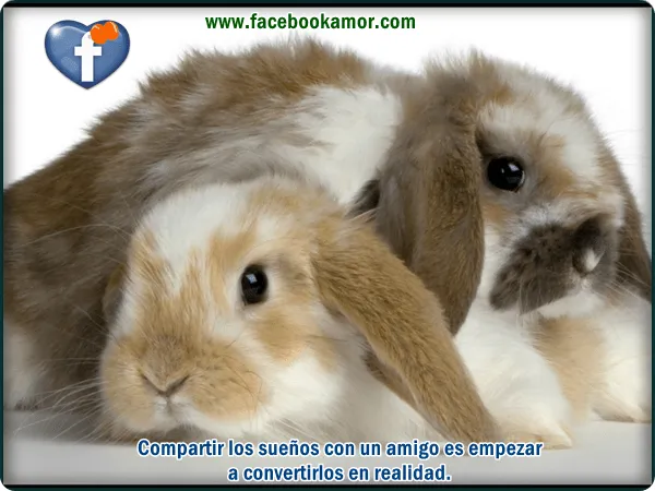 Lindos conejitos con frases de amistad para facebook - Imagenes de ...