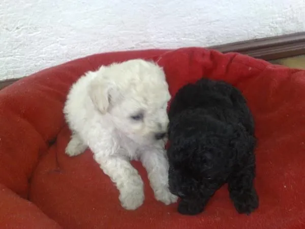 lindos french poodle: diciembre 2011