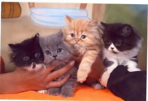 Lindos gatitos persa - Bogotá, Colombia - Animales / Mascotas Lindos gatitos persa - Bogotá, Colombia - Animales / Mascotas