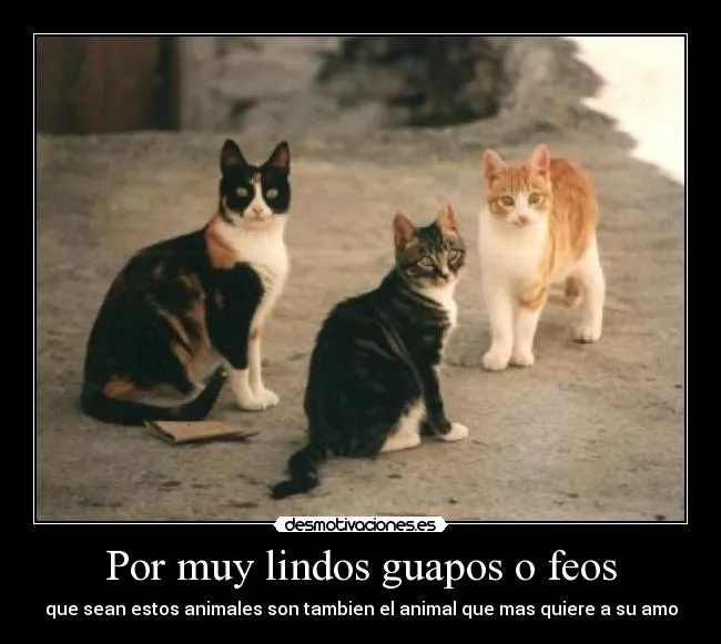 Por muy lindos guapos o feos | Desmotivaciones