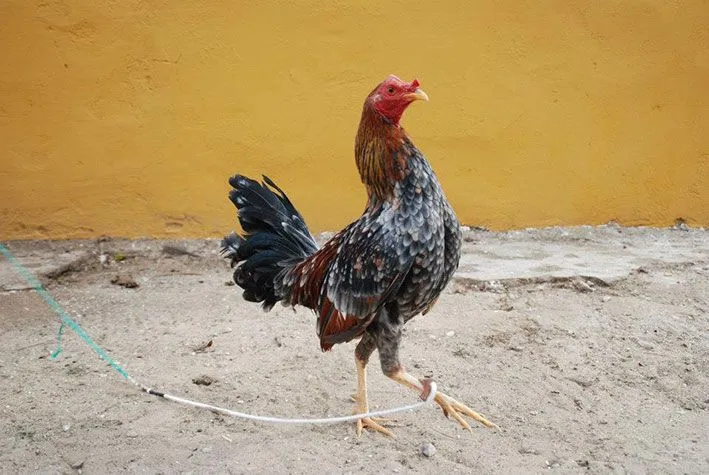 Línea Viejo | Gallos A. Calvo