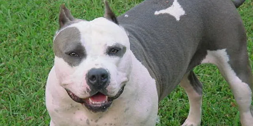 Líneas de pitbulls | PITBULLS
