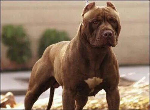 Líneas de pitbulls | PITBULLS