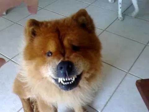 Lion, o cachorro nervoso - YouTube