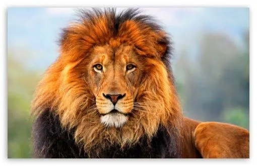 Lion HD desktop wallpaper : Widescreen : Fullscreen : Mobile ... Lion HD desktop wallpaper : Widescreen : Fullscreen : Mobile ...