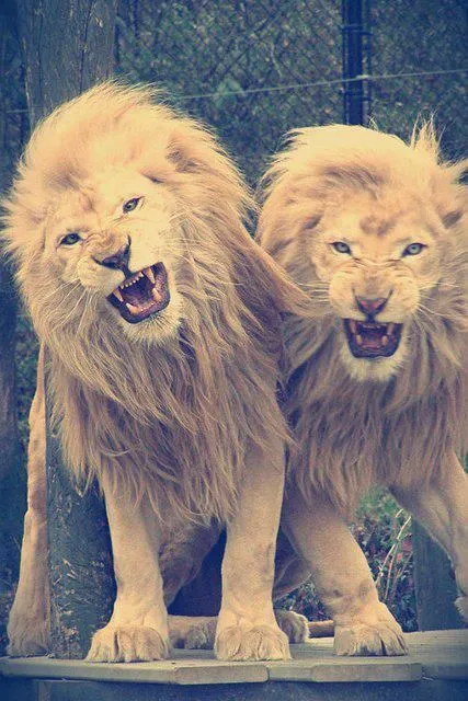 lion leon | Tumblr