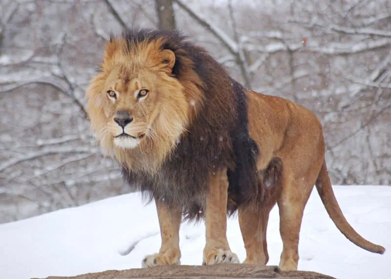 Lion (Panthera leo) - Animals - A-Z Animals - Animal Facts ... Lion (Panthera leo) - Animals - A-Z Animals - Animal Facts ...