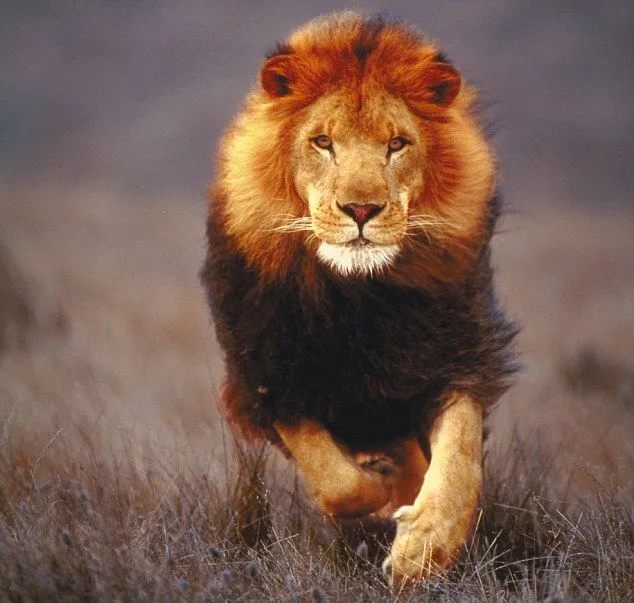 Lion Symbolism and Meaning - Legendary Ruler - Spirit Animal Totem Lion Symbolism and Meaning - Legendary Ruler - Spirit Animal Totem
