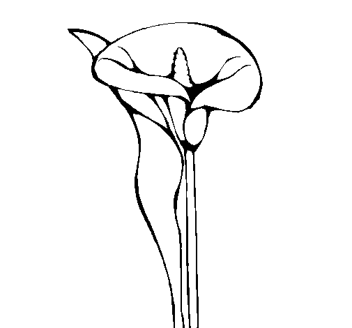 Dibujo de Lirio para Colorear