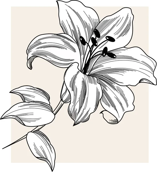 Lirio de flores — Vector stock © Mur34 #6608557 Lirio de flores — Vector stock © Mur34 #6608557