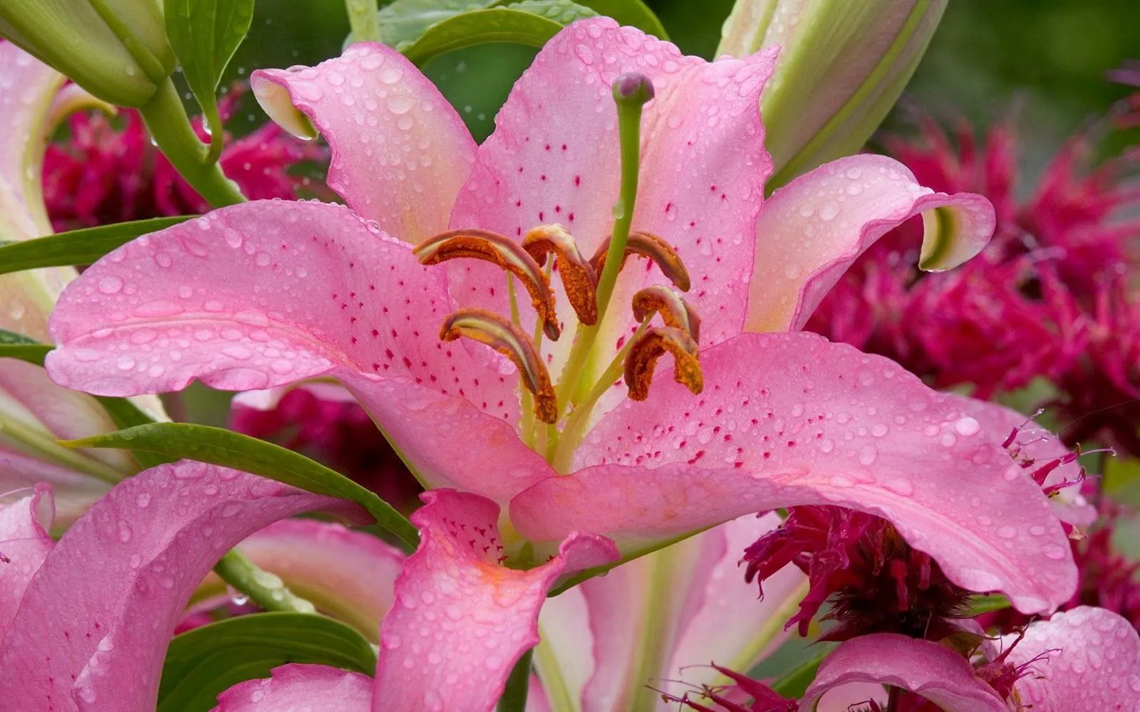 Lirio con Gotas de Agua - Fondos de Pantalla HD - Wallpapers HD Lirio con Gotas de Agua - Fondos de Pantalla HD - Wallpapers HD