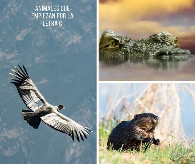 Lista de animales que empiezan con C