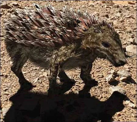 BBC Mundo | Animales del Futuro