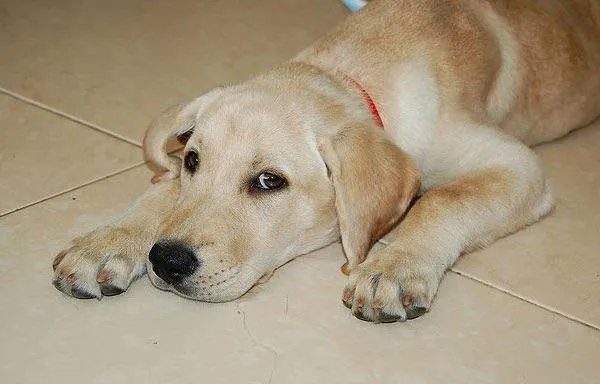 Lista de nombres para perros labradores Macho o Hembra | Educa a ... Lista de nombres para perros labradores Macho o Hembra | Educa a ...
