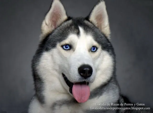 Listado de Razas de Perros y Gatos. Todos los tipos...: Raza de ... Listado de Razas de Perros y Gatos. Todos los tipos...: Raza de ...