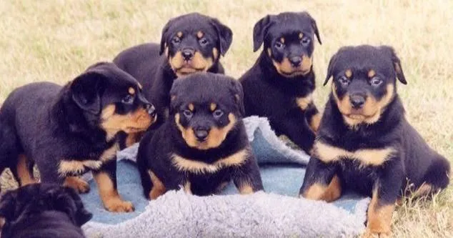 mi perro, rottweiler - Taringa!