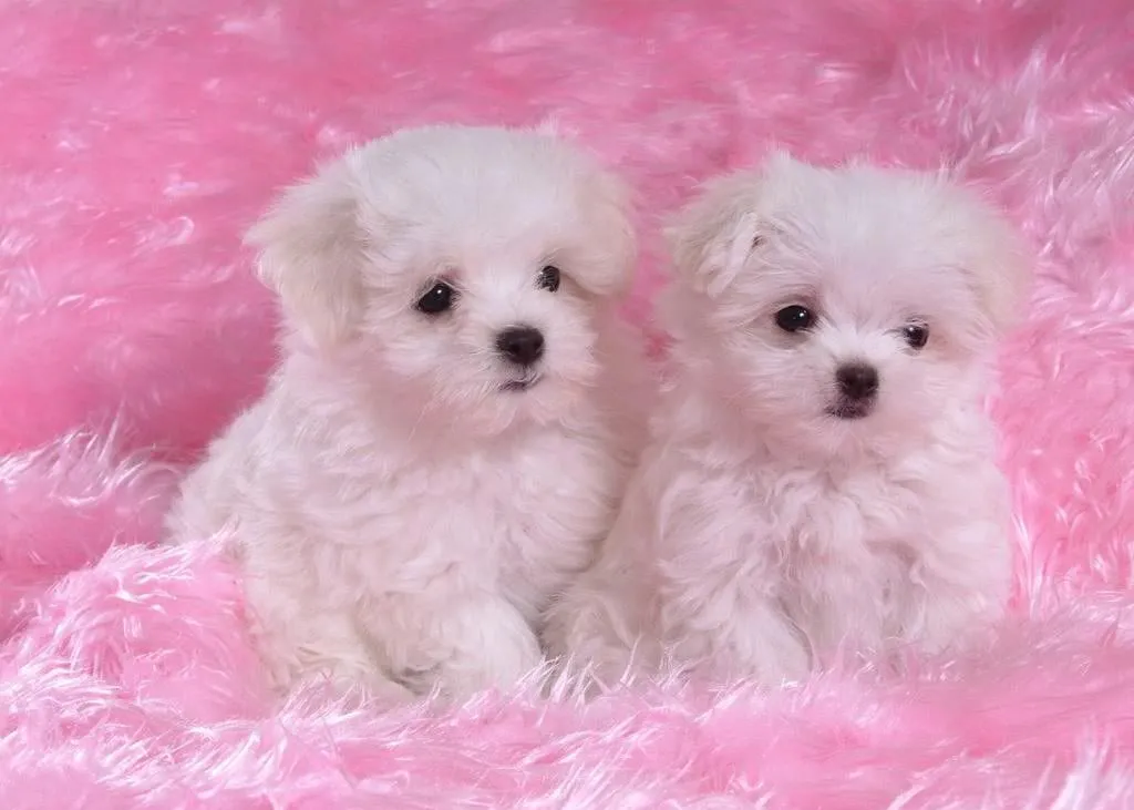 Adorables perritos en color blanco - Little puppies | Banco de ... Adorables perritos en color blanco - Little puppies | Banco de ...
