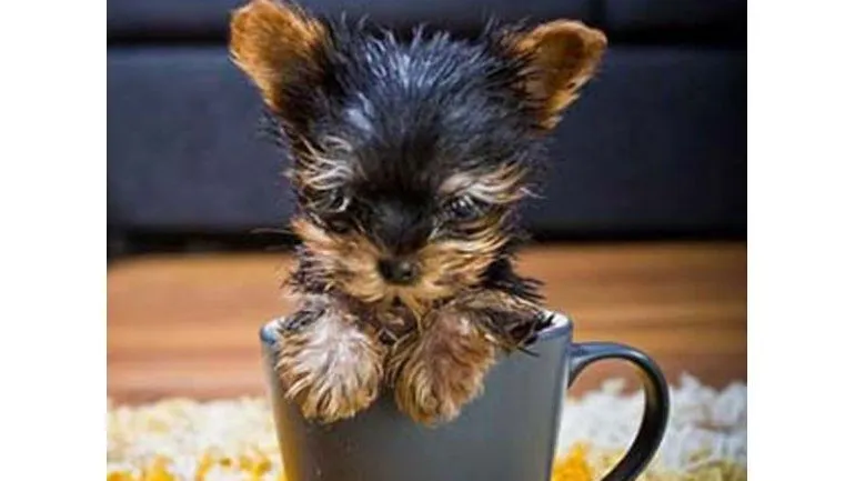 Little Meysi, el perro más pequeño del mundo - América