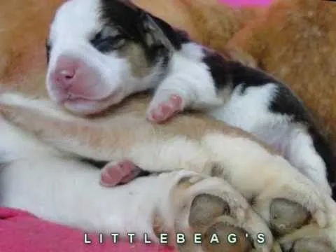 Littlebeag's - www.cachorros-beagle.com.ar - YouTube