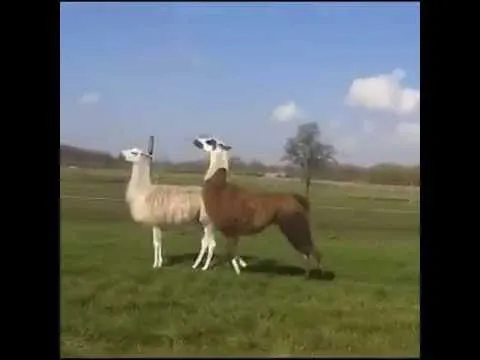 Llama bouncing to DMX - YouTube