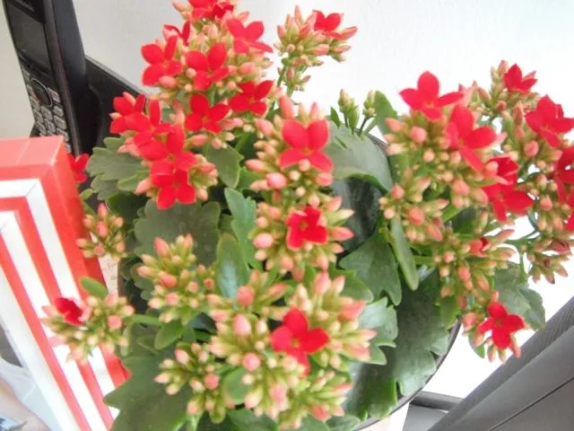 Como se llama, flores hermosas y pequeñas - Foro de InfoJardín Como se llama, flores hermosas y pequeñas - Foro de InfoJardín