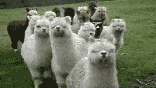 llama gif fun by @Isabella Nogueira | llamas & alpacas | Pinterest ... llama gif fun by @Isabella Nogueira | llamas & alpacas | Pinterest ...