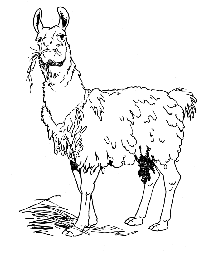 llama.gif
