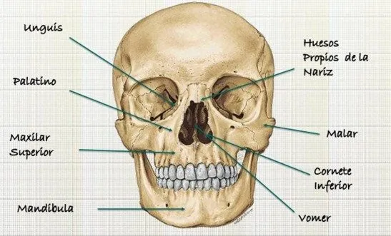 Como se llaman los 14 huesos de la cara | Como se llama Como se llaman los 14 huesos de la cara | Como se llama