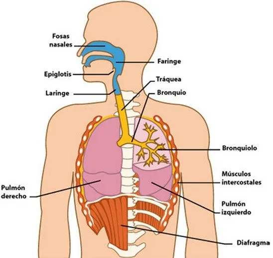 Como se llaman las partes del aparato respiratorio | Como se llama