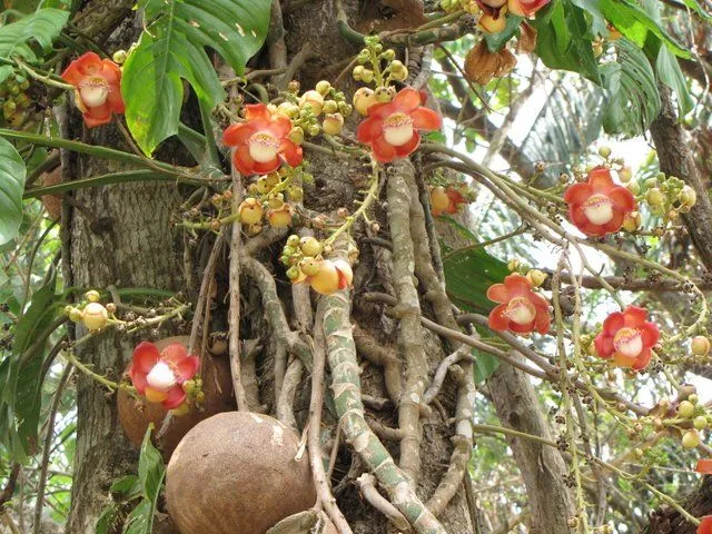 Llano Extremo: Cuando las plantas dan nombre a los pueblos, ríos y ...