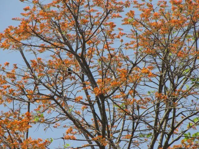 Llano Extremo: Cuando las plantas dan nombre a los pueblos, ríos y ...