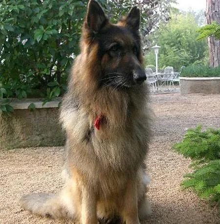 Llega un bebé y quieren matar a su perro la semana que viene ... Llega un bebé y quieren matar a su perro la semana que viene ...