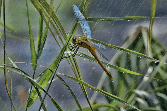 Lluvia | Fotos de naturaleza, animales, paisajes, animadas, y ... Lluvia | Fotos de naturaleza, animales, paisajes, animadas, y ...