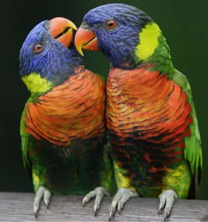 Lluvia de loros “borrachos” en el norte de Australia | Cubadebate Lluvia de loros “borrachos” en el norte de Australia | Cubadebate