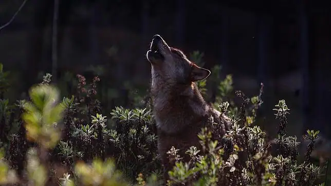 Las lobas que se cruzan con perros - ABC.es Las lobas que se cruzan con perros - ABC.es